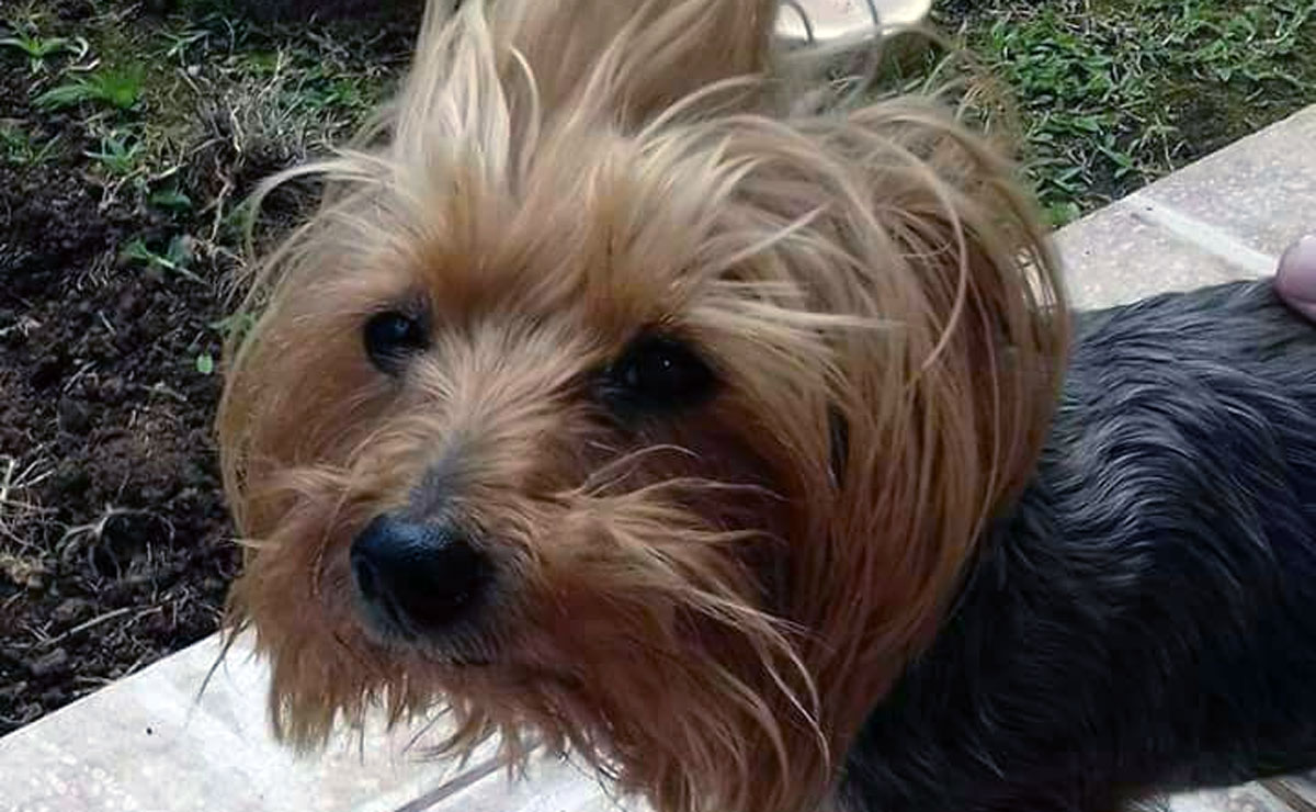 Com boletim de ocorrência devidamente registrado em mãos, Daniele espera recuperar Nina. Foto: Colaboração.