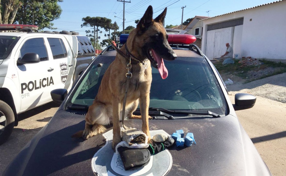 Policiais cumpriram mandados e apreenderam drogas Foto: Divulgação/Polícia Civil.