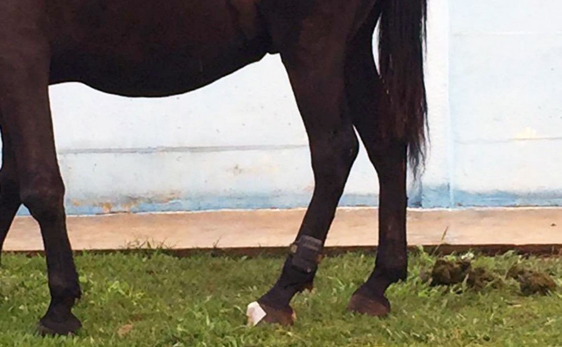 Cavalo foi flagrado com a tornozeleira em um bairro de Ponta Grossa, nos Campos Gerais. Foto: ARede/COP.