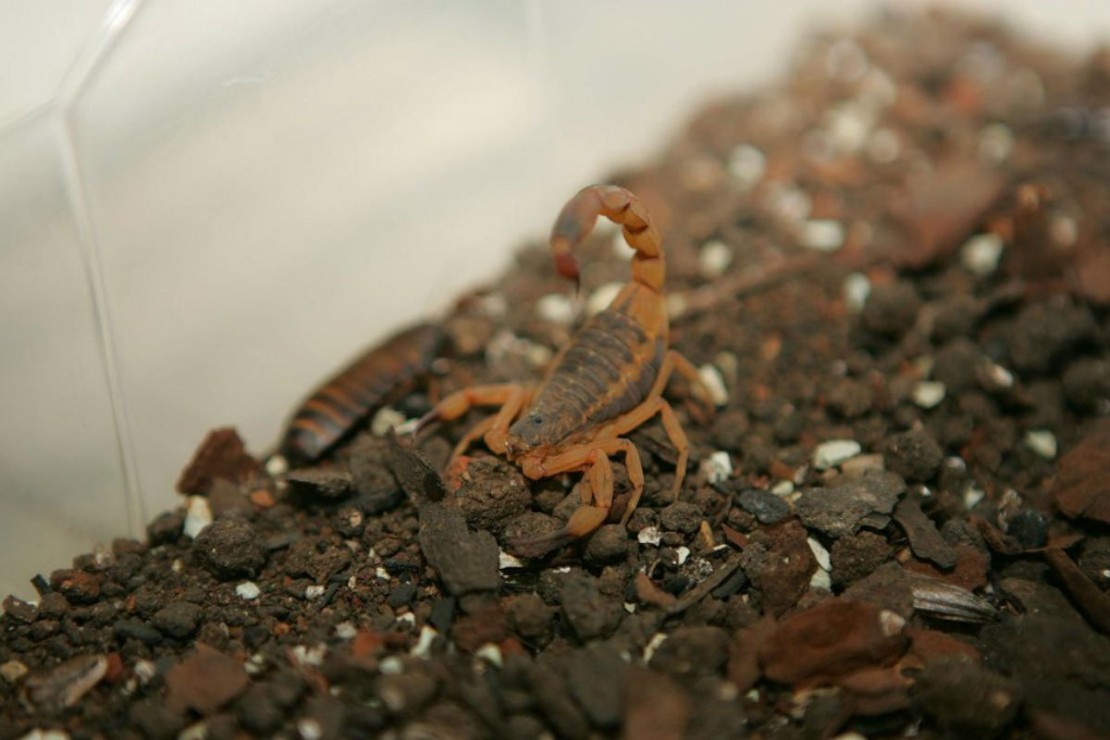 Foto: Ivonaldo Alexandre/Arquivo/Gazeta do Povo