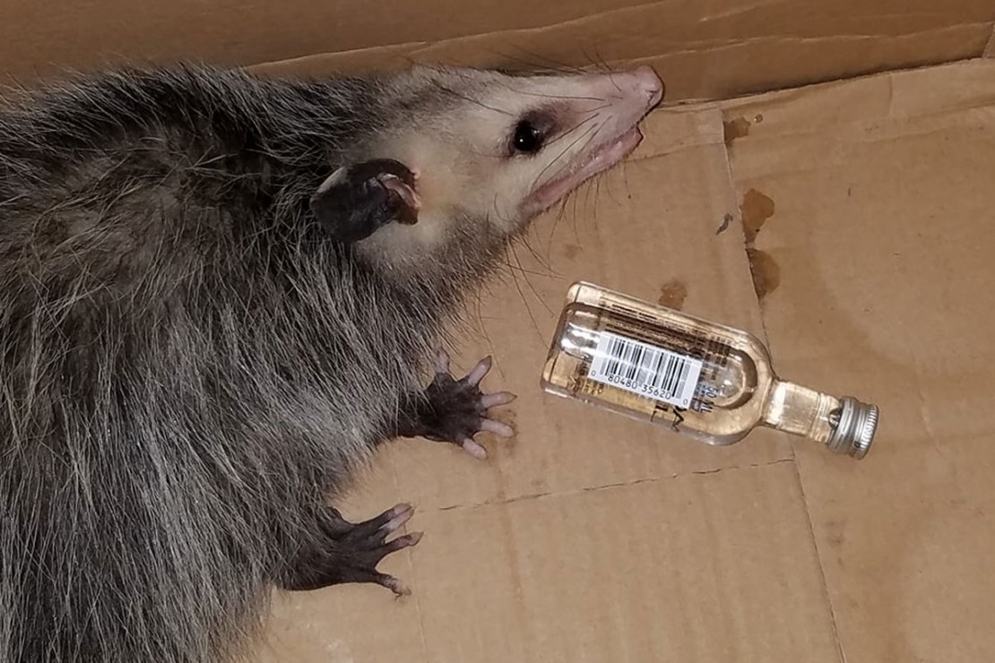Gambá invade loja de bebidas nos EUA e fica bêbado