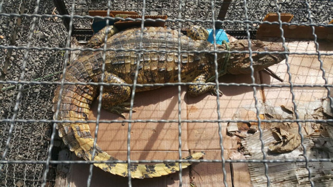 Polícia Ambiental recolhe jacará em pátio de empresa em Sertanópolis. Foto: Divulgação / Força Verde / PMPR