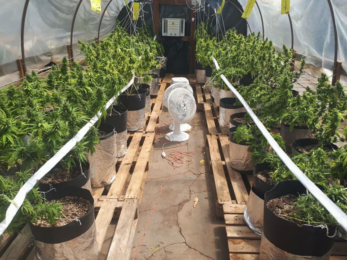 PM encontra 550 pés de maconha em antigo centro de reabilitação de dependentes químicos. Foto: Divulgação / PM