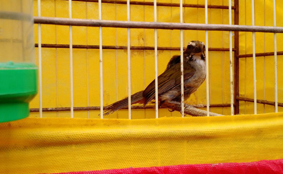 Os pássaros eram das espécies Pintassilgo, Coleiro, Sanhaço Cinzento, Saí Azul, Sanhaçu e Trinca Ferro. Foto: Divulgação/PM