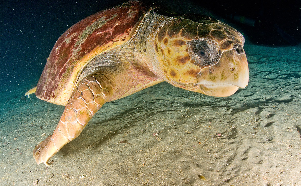 Tartaruga que passou pelo litoral paranaense era da espécie conhecida como cabeçuda. Foto: Divulgação/Projeto Tamar (imagem ilustrativa)