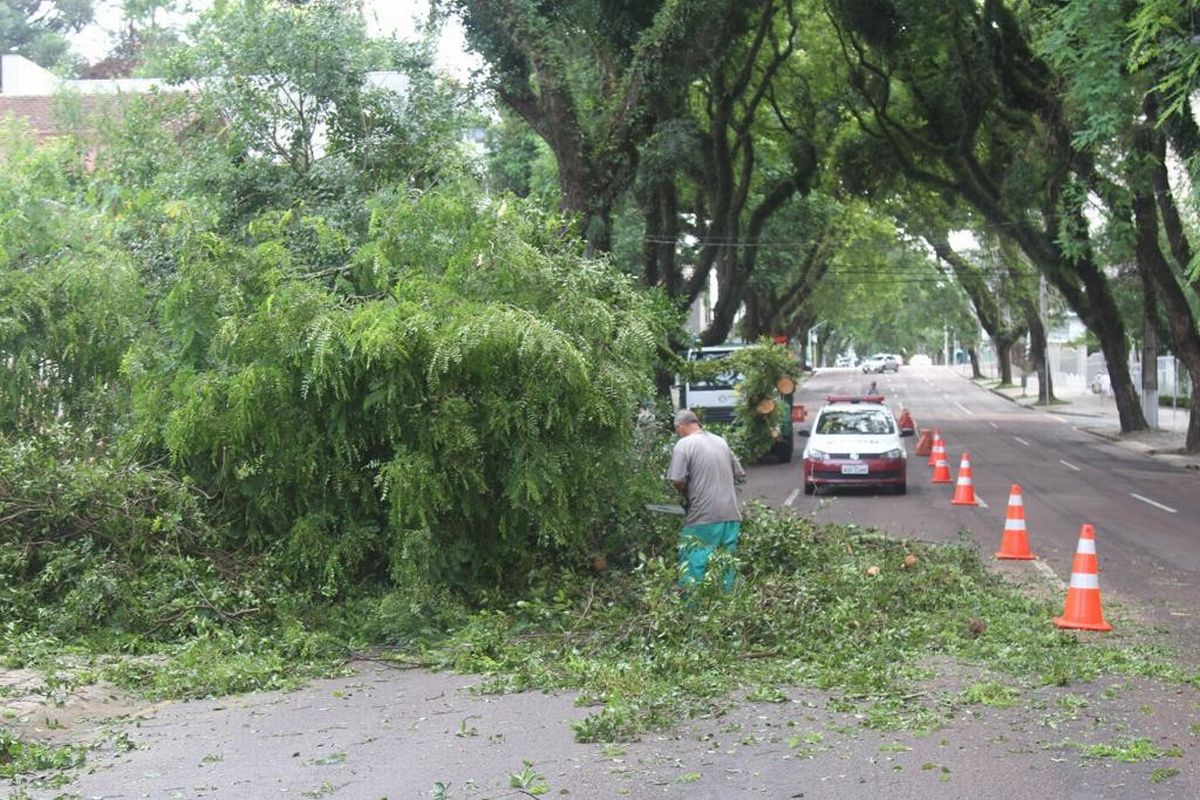Árvore caiu na Padre Agostinho no começo de 2017. Foto: Gerson Klaina