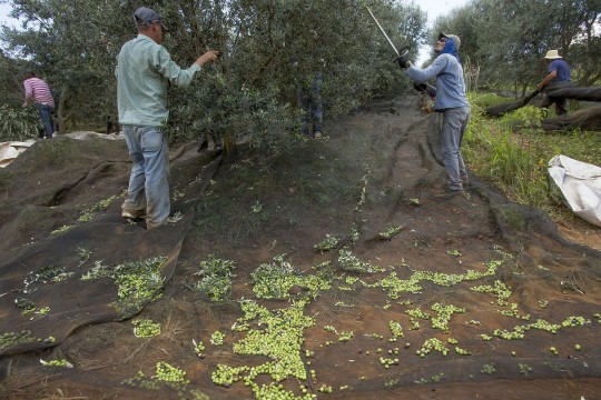 Colheita de azeitonas em terras paranaenses. Foto: Hugo Harada/ Gazeta do Povo
