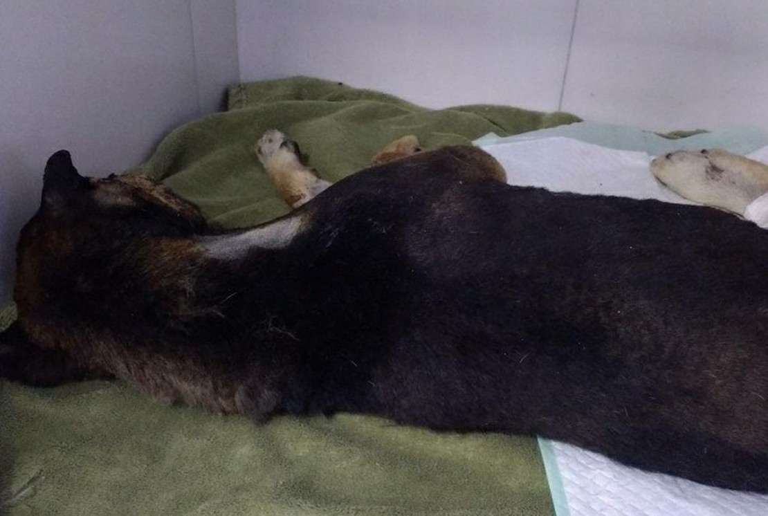 Homem ateou fogo no cachorro, que foi salvo por moradora. Foto: Reprodução Facebook