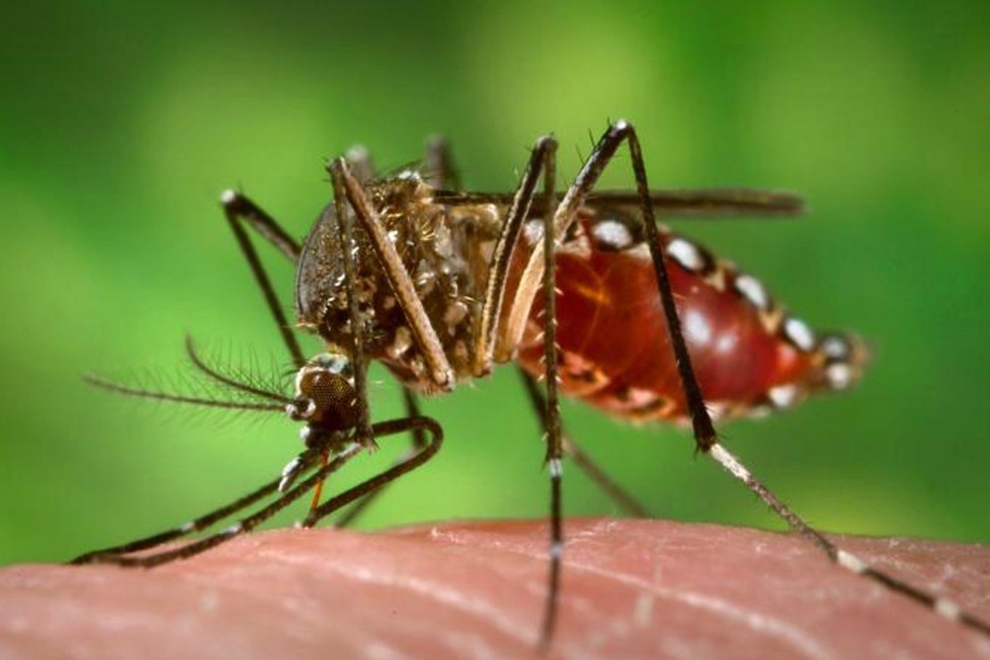 Vacina pode prevenir a doença transmitida pelo Aedes aegypti. Crédito: Divulgação / Portal Brasil
