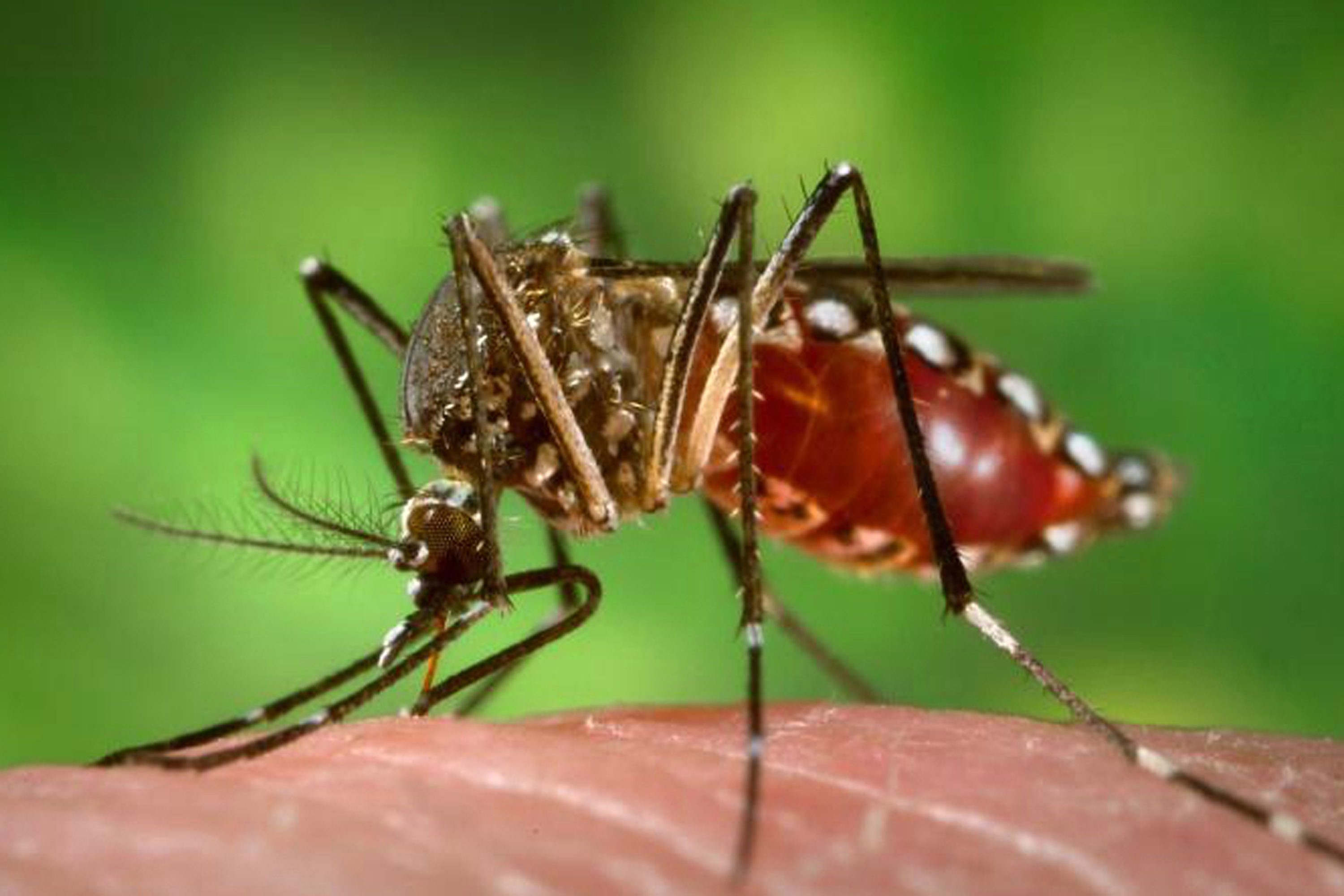 Vacina pode prevenir a doença transmitida pelo Aedes aegypti. Crédito: Divulgação / Portal Brasil