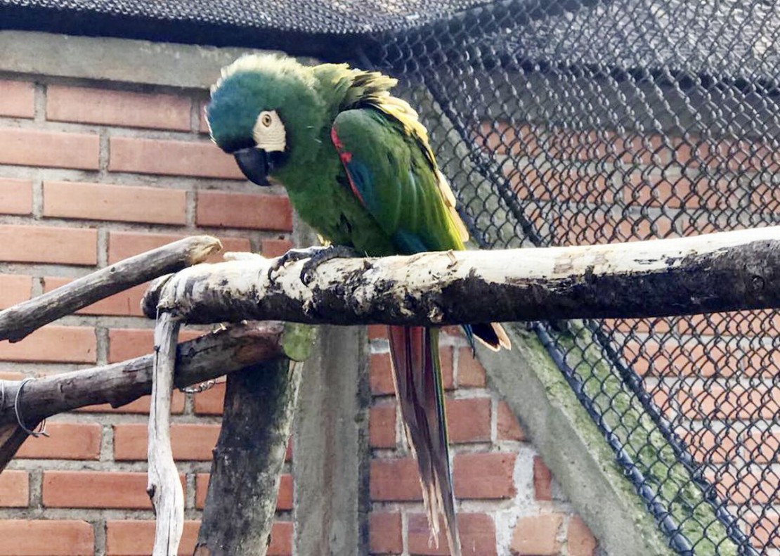 Arara severa em tratamento é furtada do Passeio Público. Foto: Divulgação/SMCS
