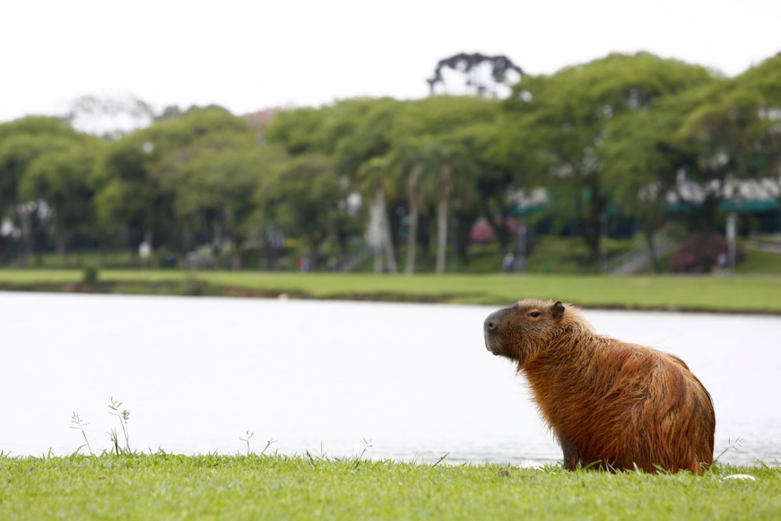 Foto: Aniele Nascimento