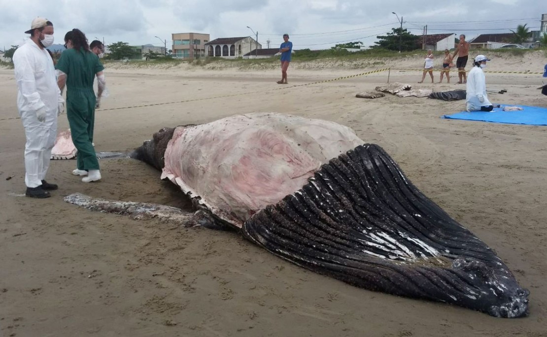 Baleia apareceu no balneário de Betaras, em Matinhos, no litoral do Paraná. Foto: Almir Alves.
