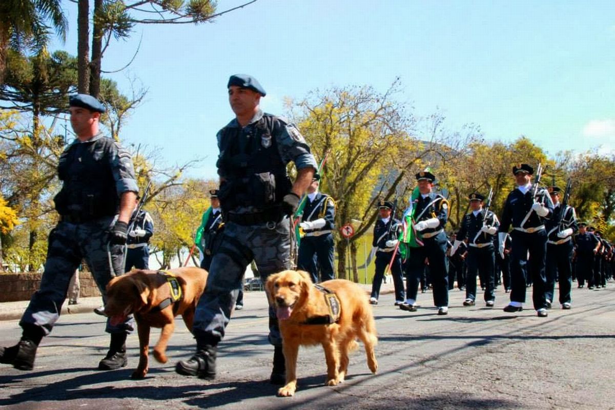 Cães da Guarda Municipal servirão o município até os 10 anos de idade. Foto: Arquivo/Guarda Municipal