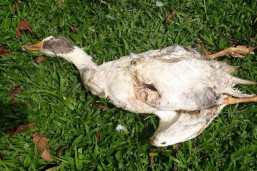 Animais foram mortos de maneira misteriosa. Foto: Guarda Municipal/São José dos Pinhais