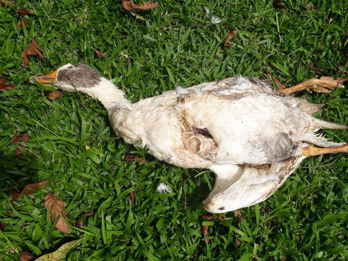 Animais foram mortos de maneira misteriosa. Foto: Guarda Municipal/São José dos Pinhais