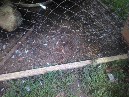 Grade do viveiro foi 'arrombada' para dar acesso ao local. Foto: Guarda Municipal/São José dos Pinhais