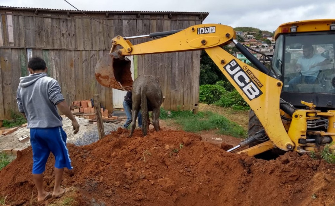 Cavalo foi resgatado após passar a noite na fossa. Fotos: Colaboração/Vale do Ribeira Notícias.