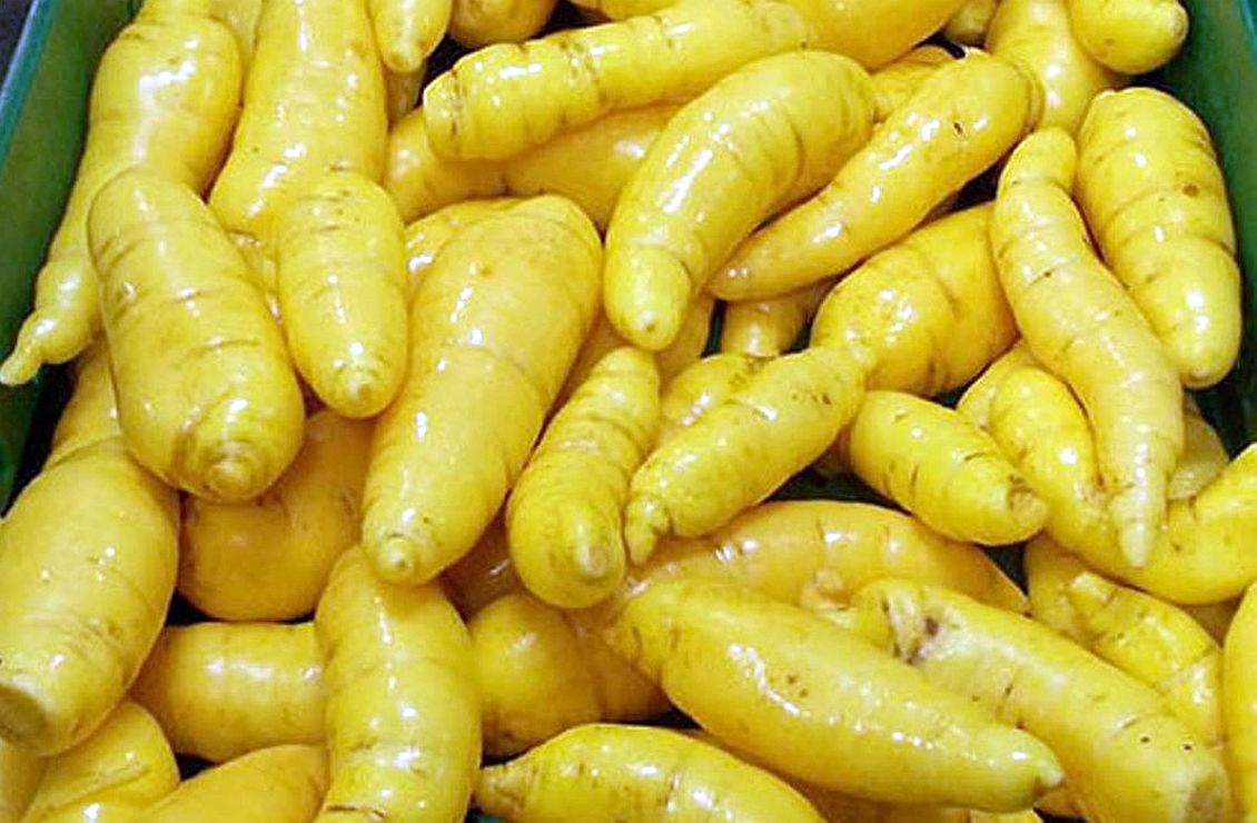 Nova batatasalsa (mandioquinha ou batatabaroa) é o futuro Tribuna PR