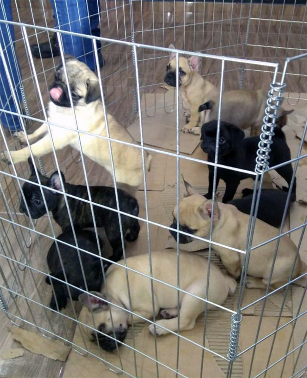 Foto: Gerson Klaina.