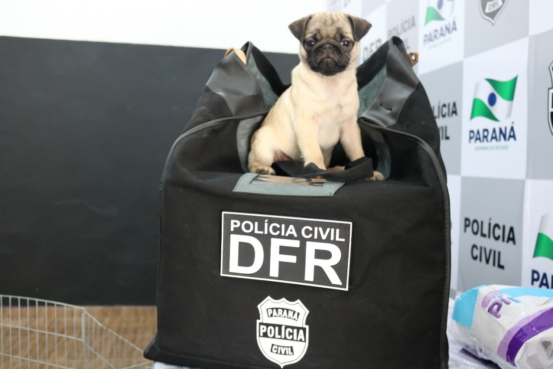 Foto: Polícia Civil.