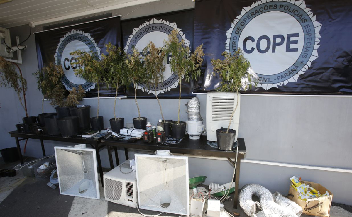 Na casa de Joshua, foi encontrada uma grande plantação de maconha, além de uma pistola. Foto: Átila Alberti