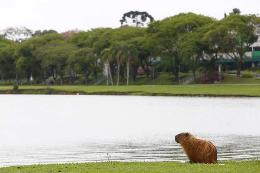 Foto: Aniele Nascimento