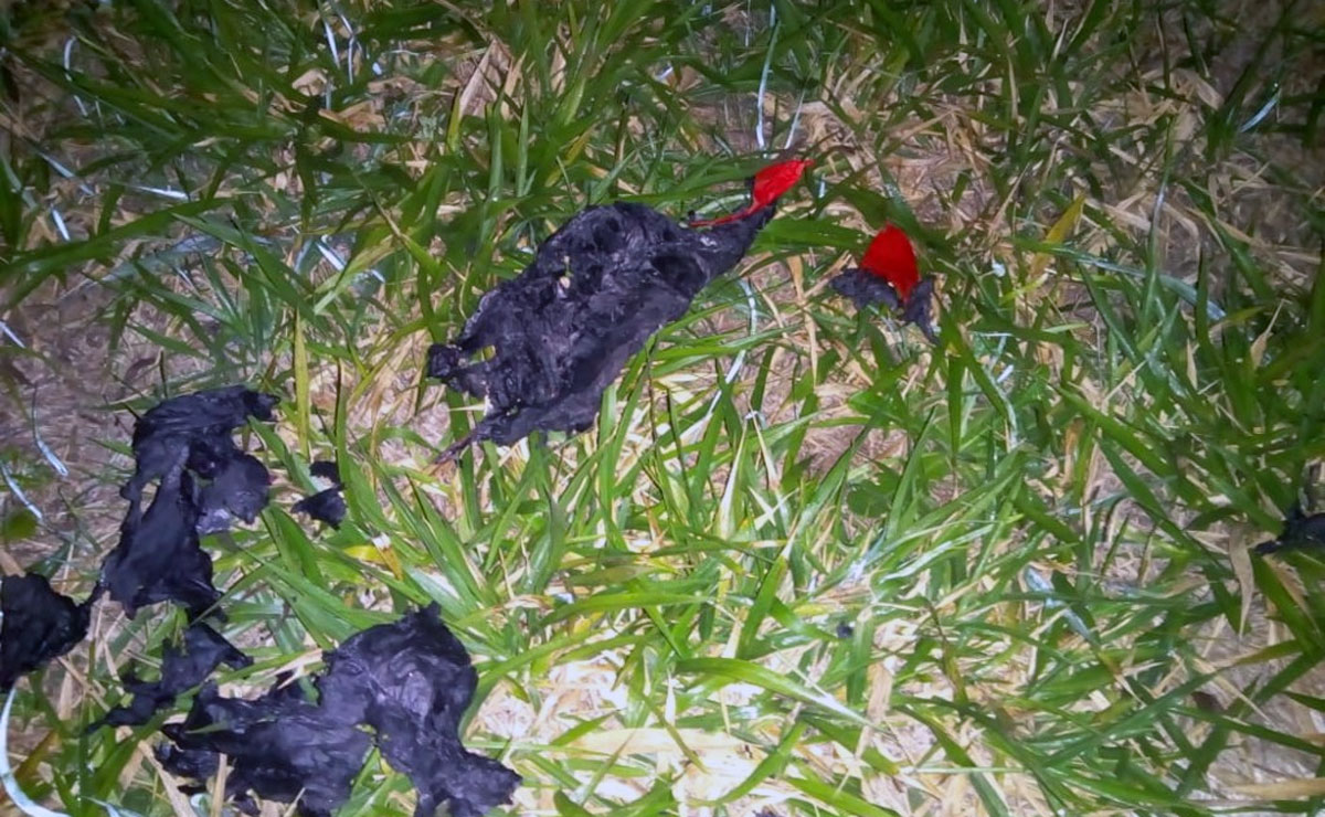 Balão caiu em linha de transmissão e deixou milhares de pessoas sem luz em Curitiba. Foto: Divulgação/Copel.