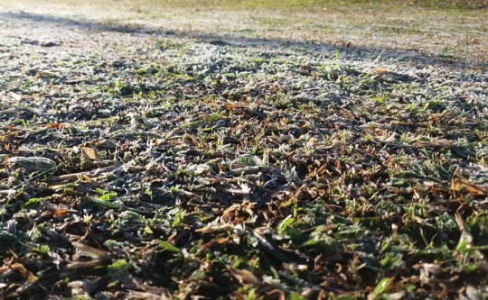 Grama ficou branquinha no Xaxim. Foto: Colaboração/Leitor
