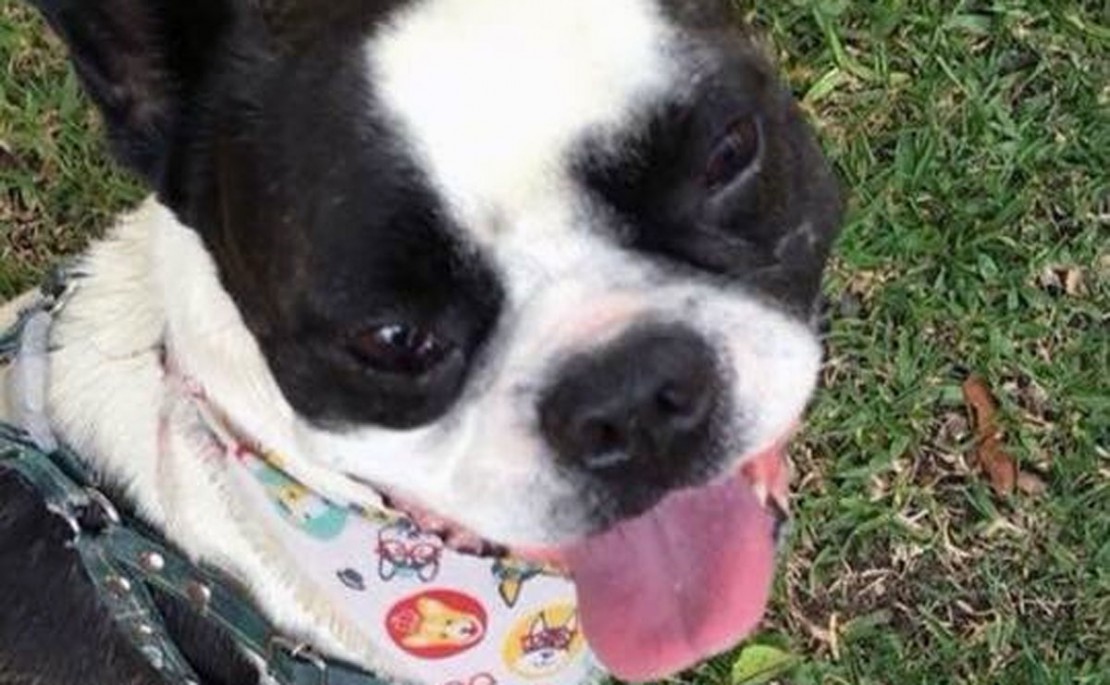 E no dia seguinte, os marginais voltaram para roubar o "Smoky". 