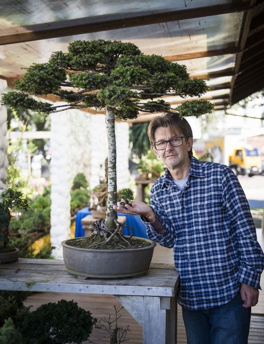Renato Hoenig, bonsaista que transformou uma Araucária em bonsai / Foto: Letícia Akemi / Tribuna do Paraná