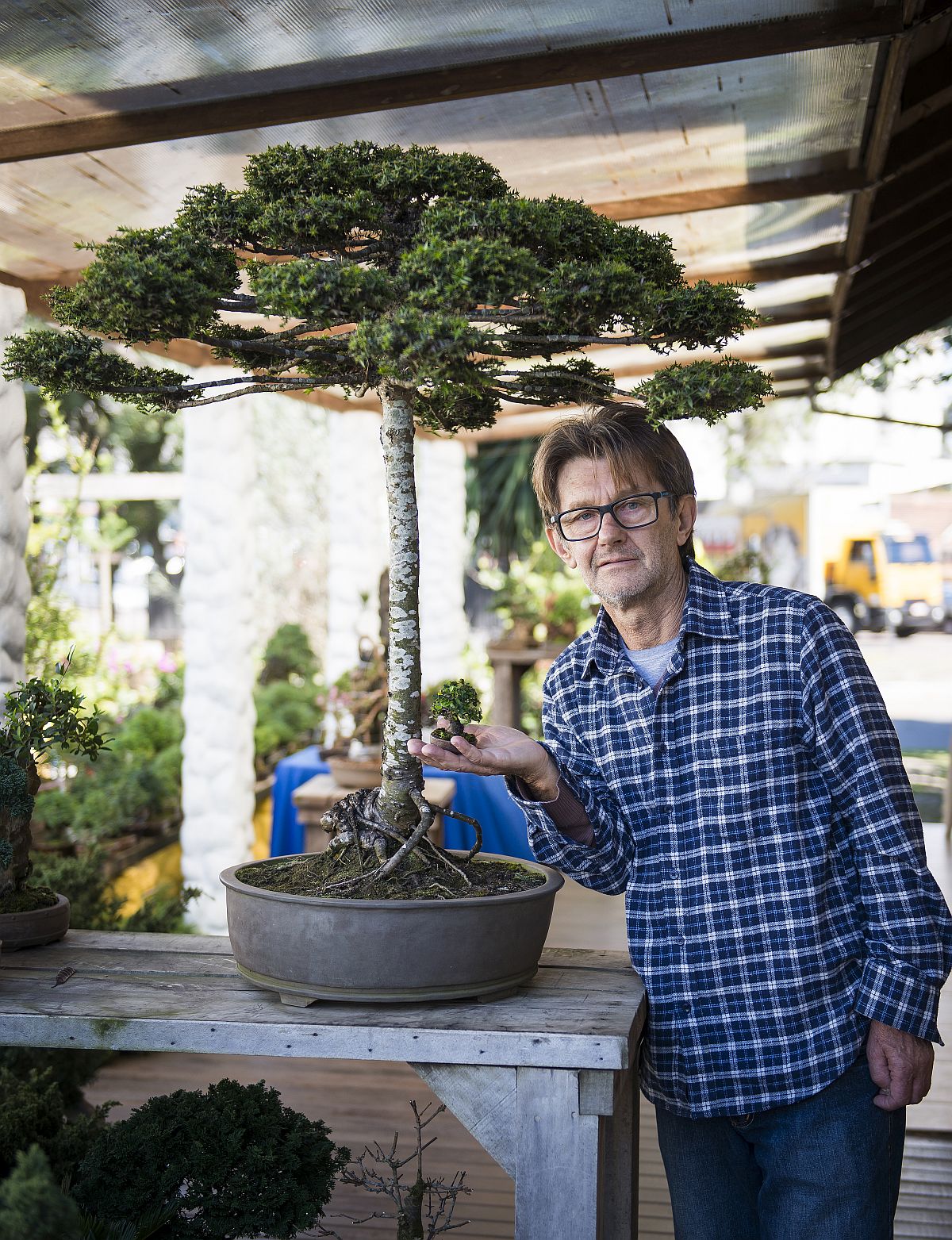 bonsai-de-arauc-ria-cultivado-em-curitiba-nico-no-mundo-tribuna-do
