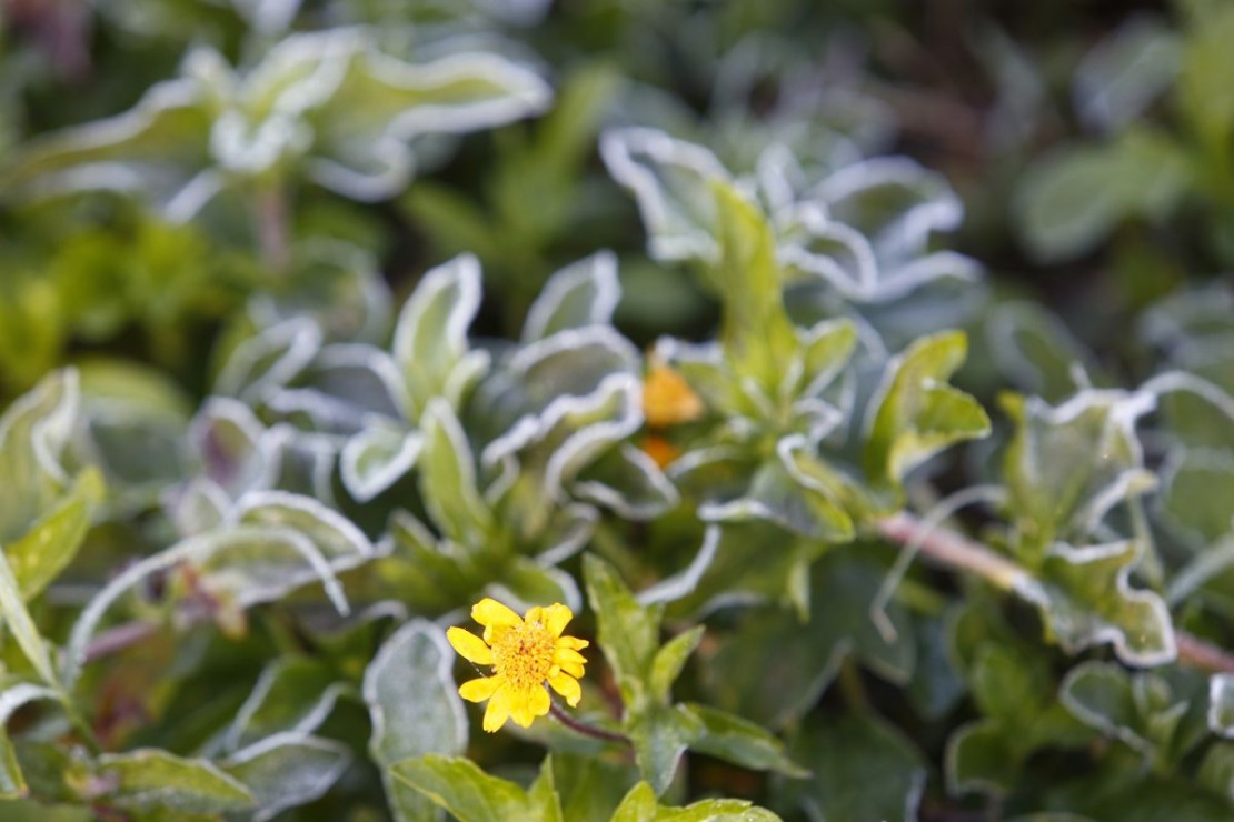 Foto: Aniele Nascimento/Arquivo/Gazeta do Povo