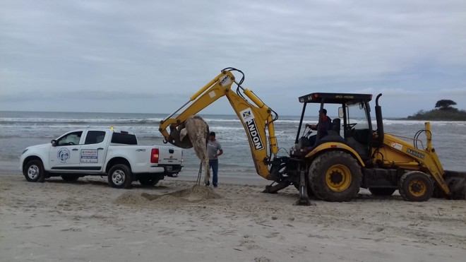 Retroescavadeira retirada golfinho encontrado morto na praia Barra do Saí, em Guaratuba. Foto: SMMA Guaratuba