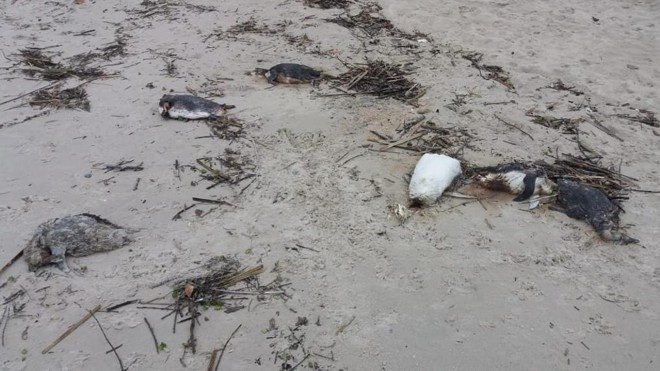 22 pinguins mortos foram encontrados no Balneário Ipacaraí , em Matinhos. Foto: Colaboração/Feliphe Berlim