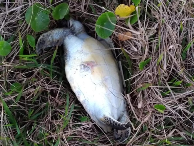 Uma tartaruga foi encontrada morta em Guaratuba na última sexta-feira (14). Foto: Colaboração/Lorena Collares
