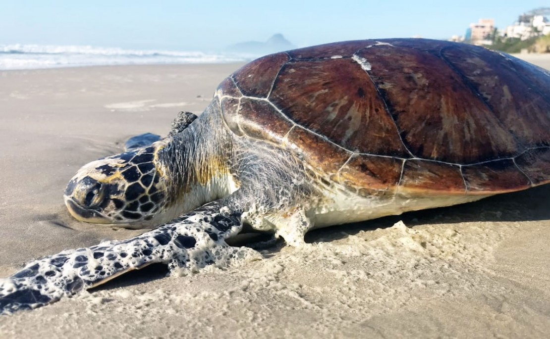 Leitor da Tribuna flagrou uma tartaruga morta na Praia Brava de Matinhos. Foto: Colaboração/Almir Alves.