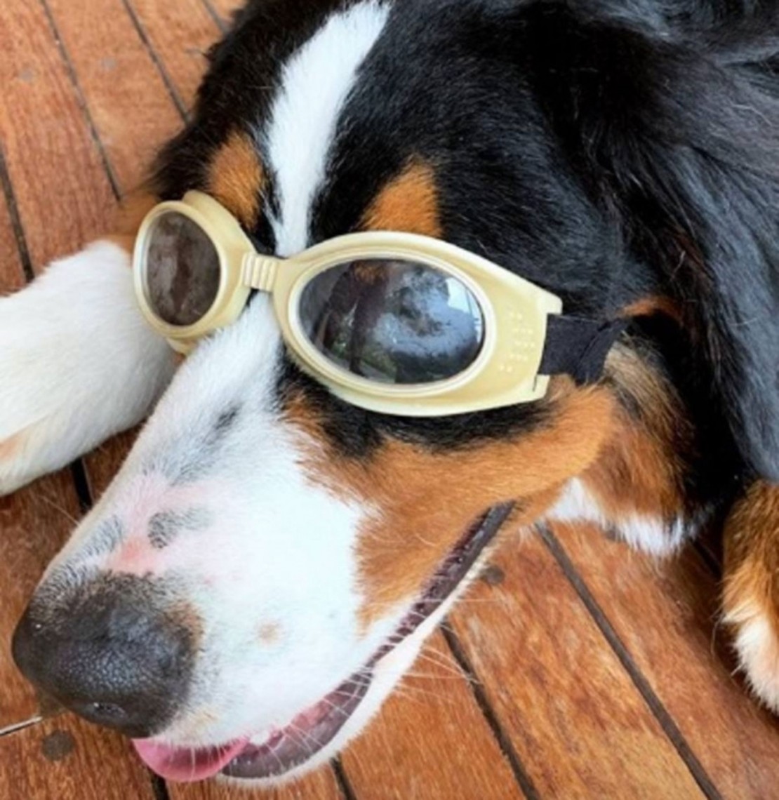 Cao-de-luciano-huck-tem-miopia