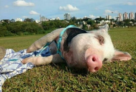 Porcos viram animais de estimação em Curitiba.