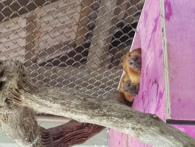 Micos-leões-dourados Lou e Ann. Foto: Divulgação/SMCS