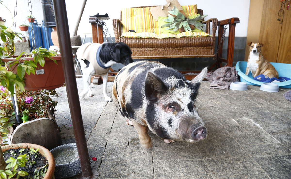 Porcos viram animais de estimação em Curitiba.
