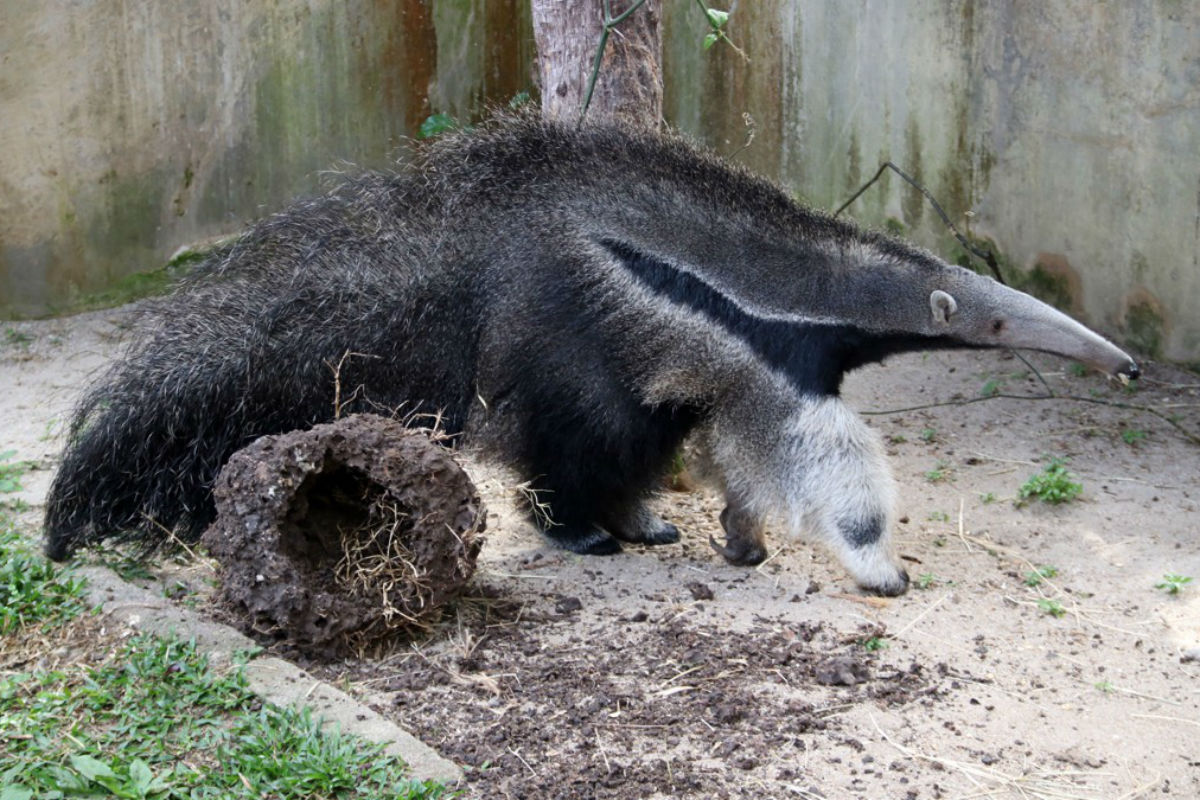 A tamanduá Lola mostra sua simpatia. Foto: Lucilia Guimarães