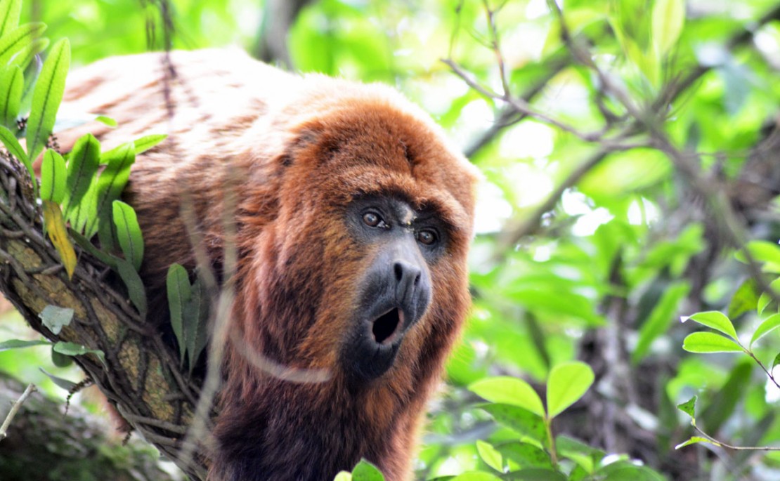 Foto: Marco Charneski/Tribuna do Paraná.