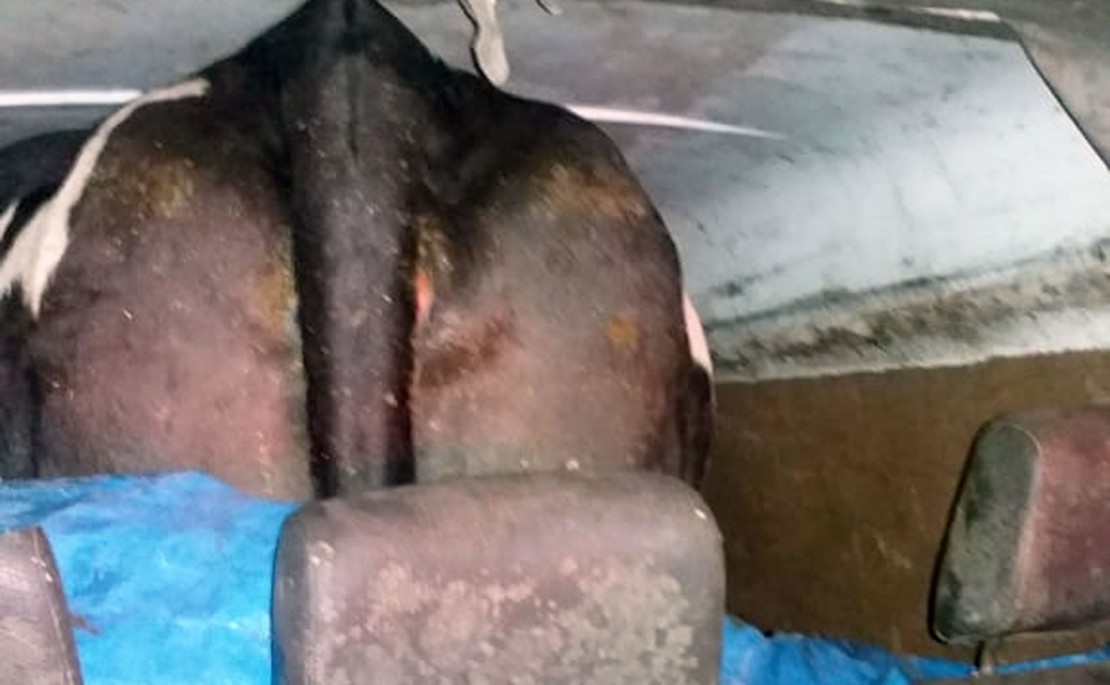 Animal foi atraído para dentro da Kombi com ração. Os dois foram presos. Foto: Colaboração/Rede News.