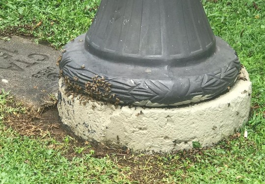 As abelhas estão num poste perto da Catedral. Foto: Lucas Sarzi / Tribuna do Paraná