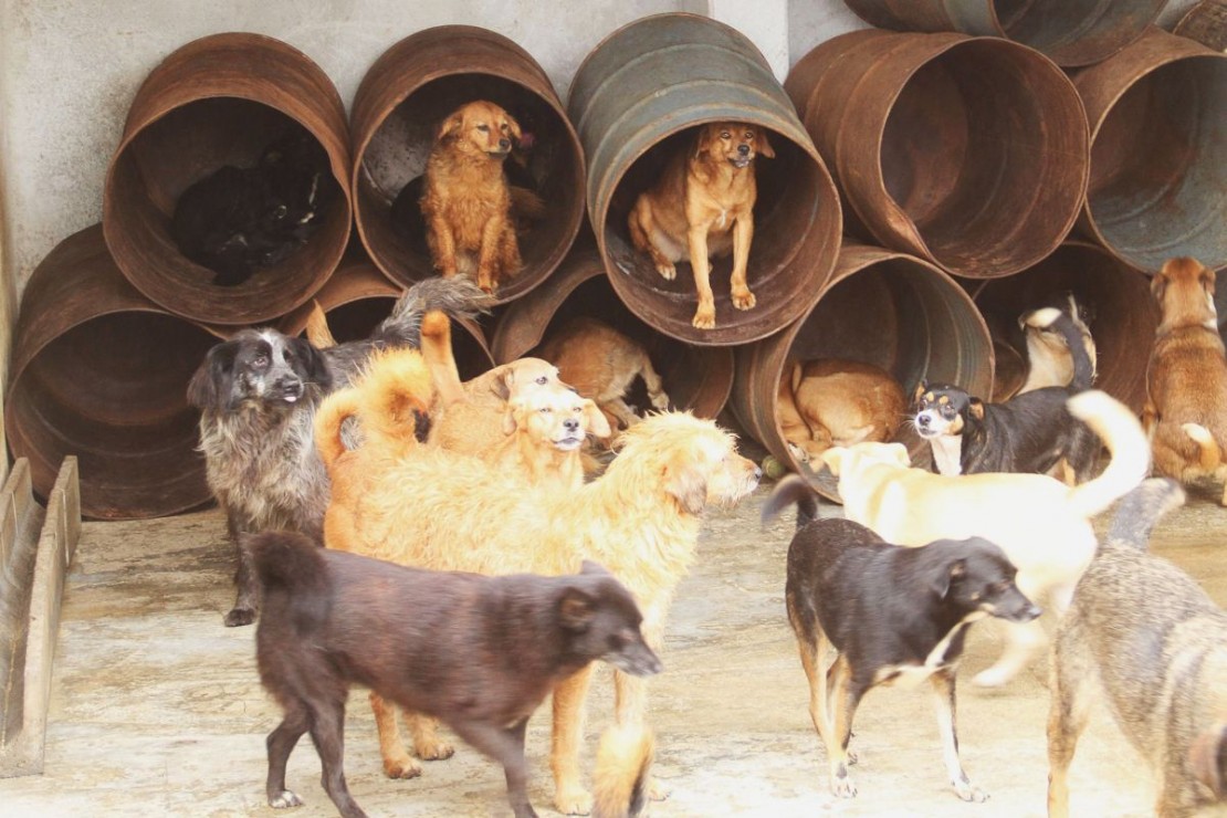 Foto: Gerson Klaina/Arquivo/Tribuna do Paraná