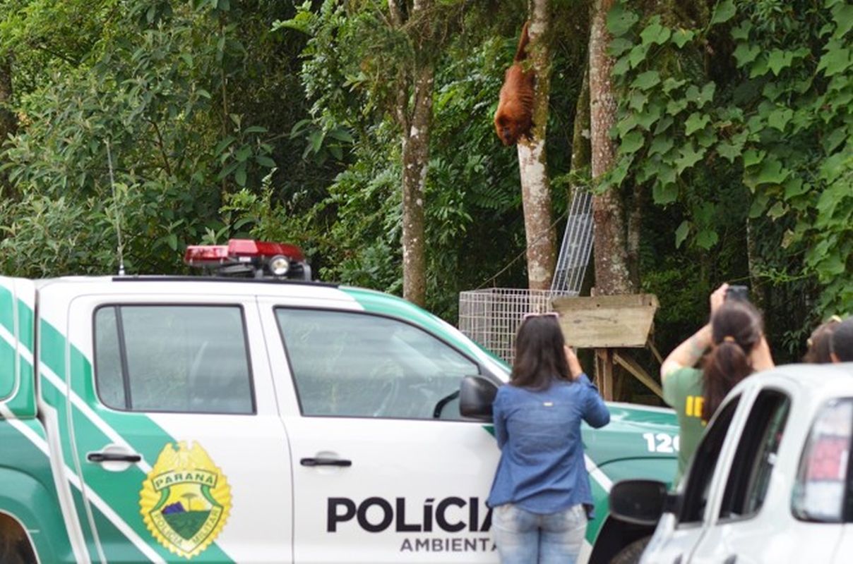 Macaco Bugio fugiu da armadilha montada por equipes do Ibama. Foto: Marco Charneski/Tribuna do Paraná