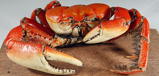 Albari Rosa / Gazeta do Povo