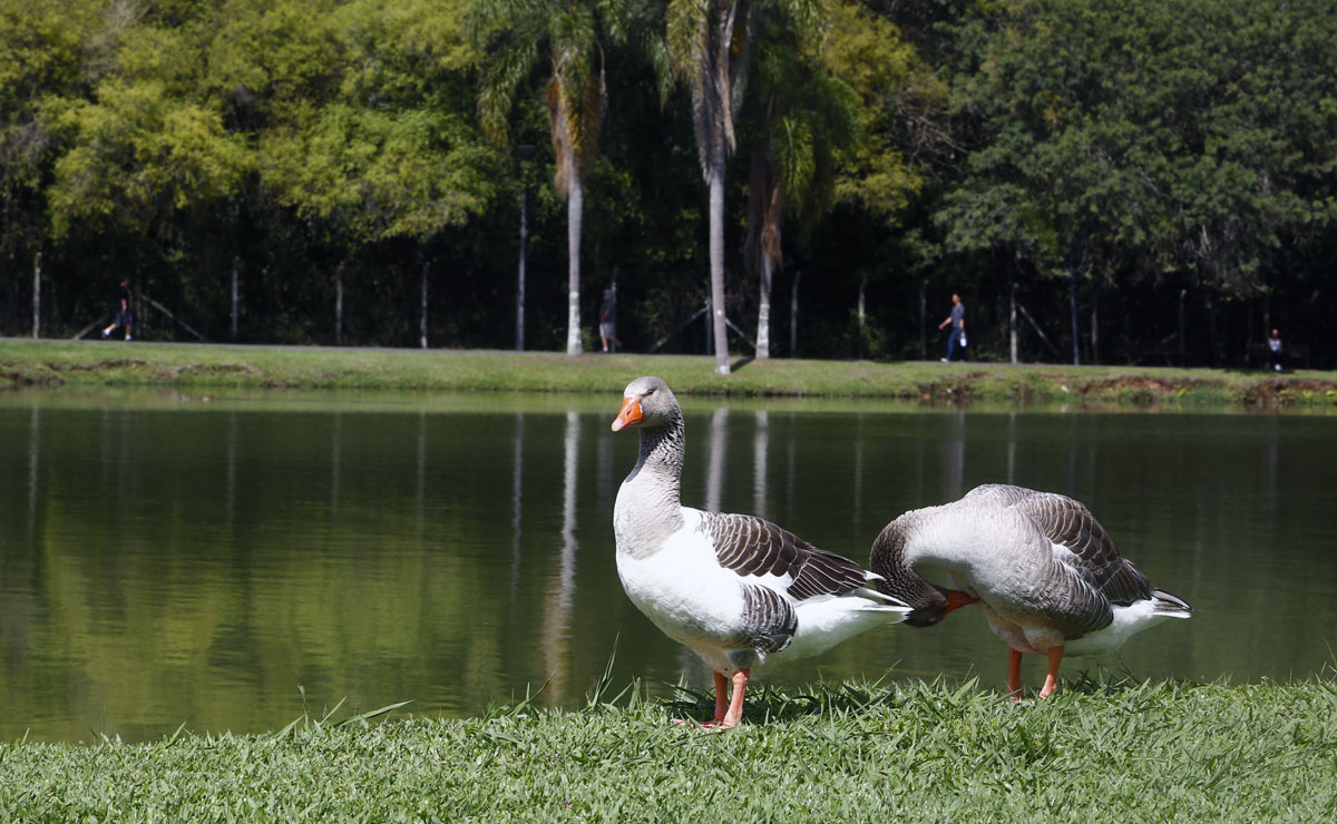 Foto: Aniele Nascimento/Gazeta do Povo.