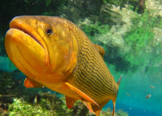 Pesca do Dourado fica proibida até 2026. Foto: Reprodução
